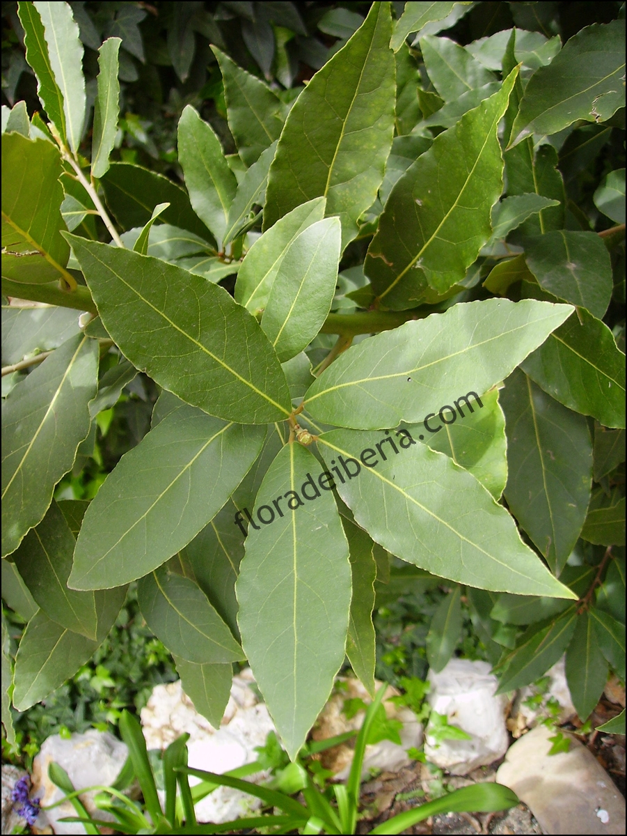 "Laurus nobilis" (Laurel)